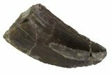 Serrated, Allosaurus Tooth - Colorado #91374-1